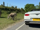 2021-bentley-continental-40-gt-v8-convertible-small-37